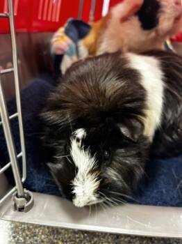 Rescue Guinea Pig Guinea Pigs for Adoption in West Chester, Pennsylvania - Mulch | PetCurious